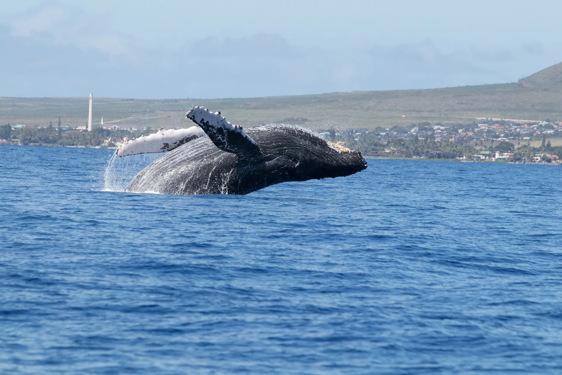 maui lahaina bálnales hawaii tűz