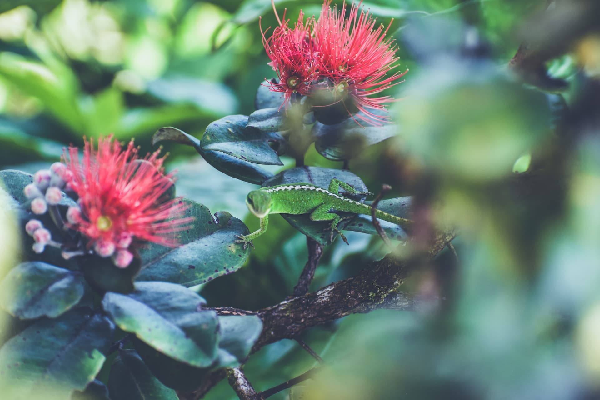 őshonos hawaii növény az ohia lehua