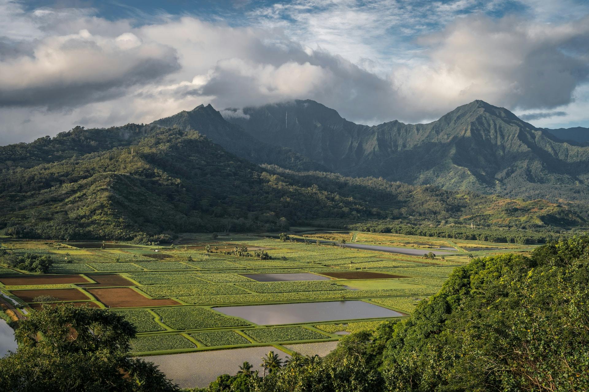 rizsföldek kauai szigetén felhők és hegyek előtt